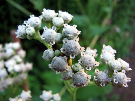 Where Does Quinine Come From