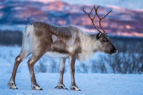 Caribou VS Reindeer: What's the Difference? - Facts.net