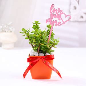 Floweraura Jade Plant Price in India - Buy Floweraura Jade Plant online ...