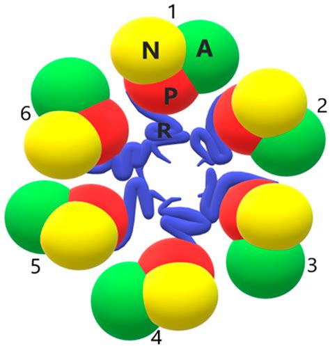 Structural and Functional Diversity of Two ATP-Driven Plant Proton Pumps