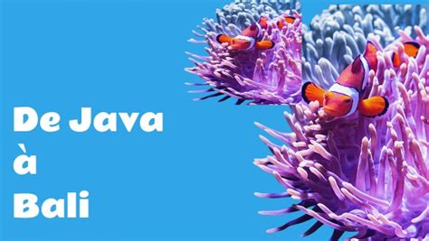 Image result for Java Birai