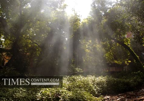 Sunrays Feature Photo Sunlight filters through trees du...