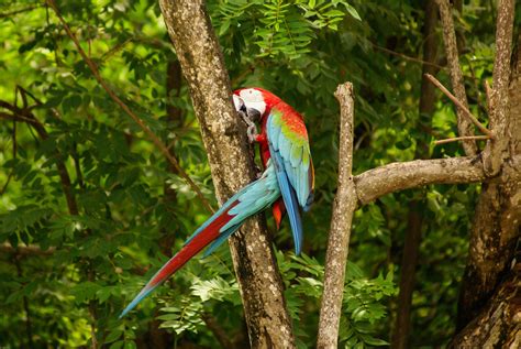 Parrots, Birds, Ara (genus), HD Wallpaper | Rare Gallery