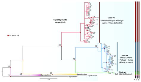 Disentangling the Taxonomic Status of Caprella penantis sensu stricto ...