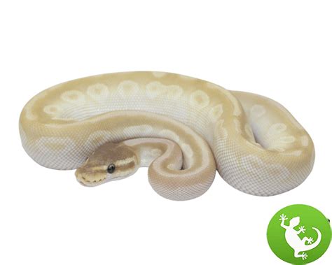 Image result for Crystal Ball Python