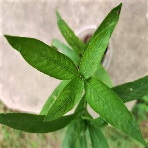 Gachwala Kulekhara Live Medicinal Plant (Hygrophila Auriculata ...