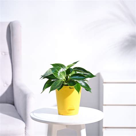 Philodendron Birkin for Sale | Buy Premium Quality Birkin Plants from Ugaoo