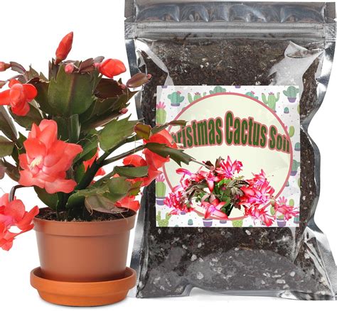 Amazon.com : Doter Christmas Cactus Potting Soil Mix 2qt, Ideal for ...