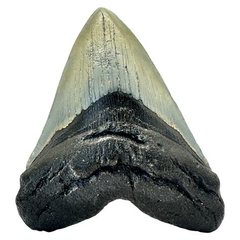 Megalodon Shark Tooth – CrystalCaveIndia
