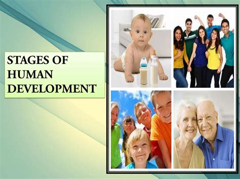 The Stages Of Development Collage