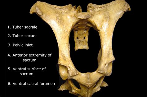 Puberty in Female Animals | Mechanism and Factors of Puberty