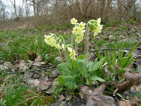 Walk Great Bardfield | Uttlesford Wildlife