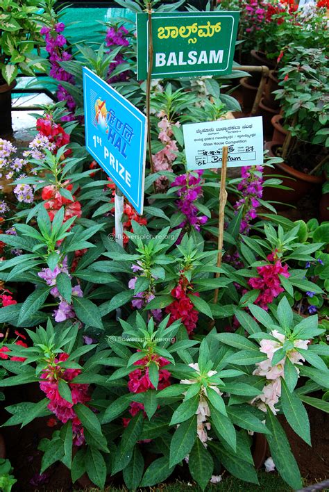 Flowers by Name-B- Gallery 1, Black Forest rose, Bad birnbach rose ...