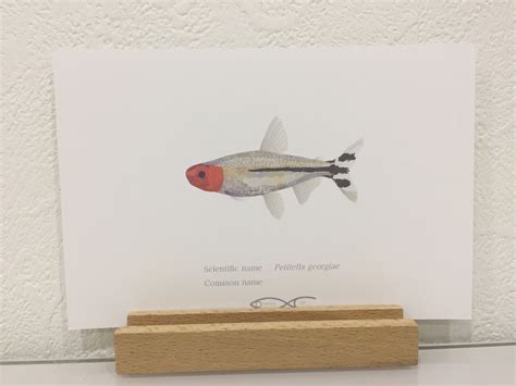 Petitella georgiae Drawing Postcard | Osakanacraft