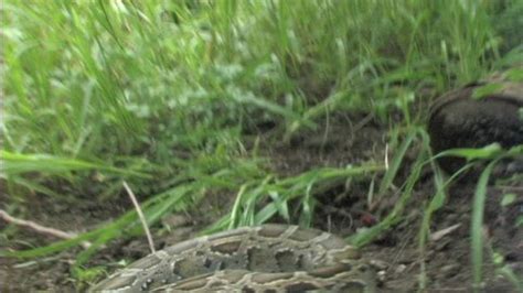 Image result for Aggressive Royal Python