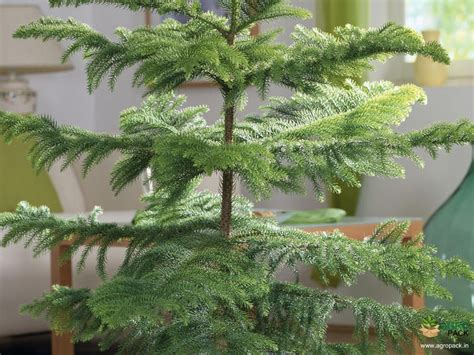 Christmas tree Plant For Sale In India | Online plant nursery