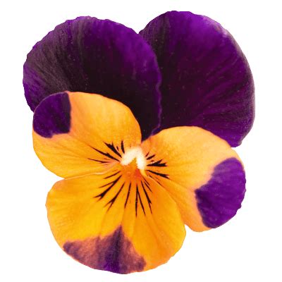 Viola Admire Orange Purple Wing Flower Seeds | Buy Online India ...