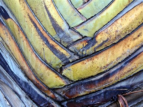 D'source Design Gallery on Textures in Nature - | D'source Digital ...