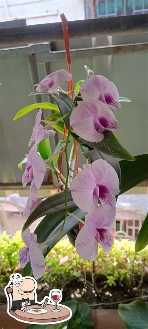 Nilima Rooftop Cafe, Kolkata - Restaurant menu, prices and reviews