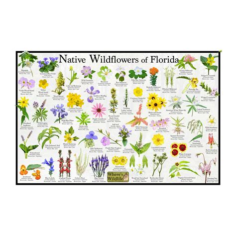 Florida native plants – Artofit