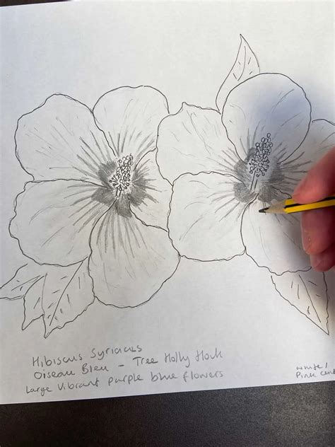 How To Draw Hibiscus Flowers Step By Step