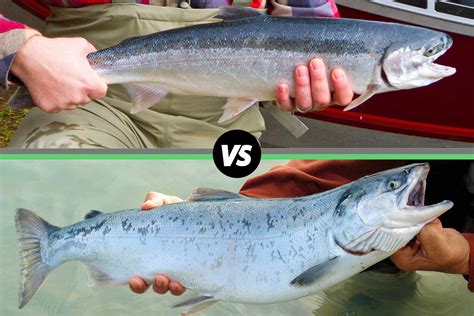 Steelhead vs. Salmon: What's the Difference? – Alaskan Salmon Company