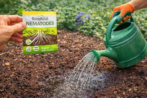 15 Must-Have Wardrobe Essentials for Women - Grapes and Splendor