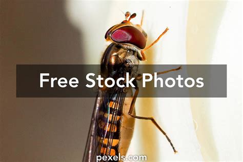 Image result for Insect Facts