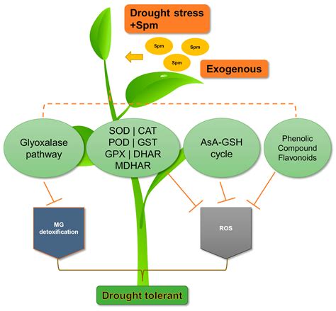 Spermine: Its Emerging Role in Regulating Drought Stress Responses in ...