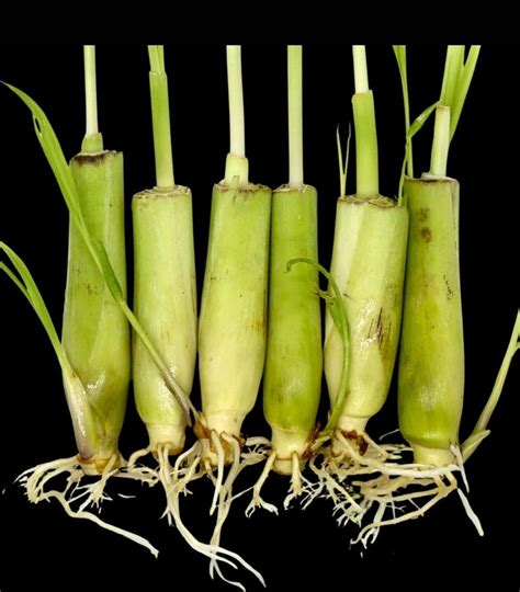 Amazon.com : 6 Lemon Grass Live Plants, Lemongrass Plants for Outside ...