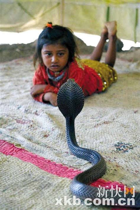 有皇家宠物的蛇-或球Python的年轻男孩 库存图片. 图片 包括有 囚禁, 关闭, 陈列, 爬行动物, 竹子 - 74427947