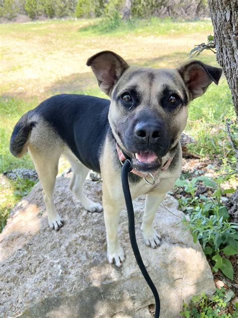 'The Return of No Kill in the Hills' Raises Funds for Canyon Lake ...