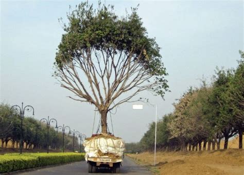 5,700 Mature Trees Won’t Be Cut, Instead Transplanted Elsewhere To ...