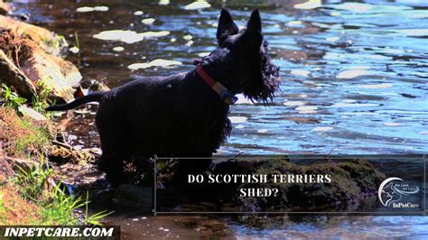 Do Scottish Terriers Shed? Tips To Control Its Shedding