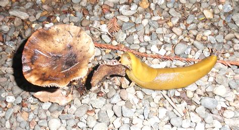 What do Banana Slugs eat? – Mendonoma Sightings