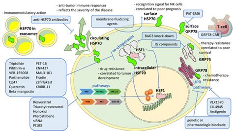 Biomolecules | Special Issue : HSP70: From Signaling Mechanisms to ...