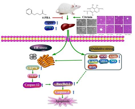 Citrinin-Induced Hepatotoxicity in Mice Is Regulated by the Ca2 ...