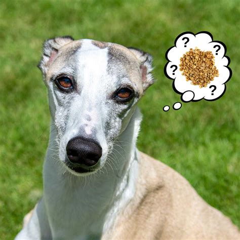 Can Dogs Eat Granola? What You Need To Know