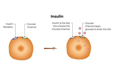 Image result for Insulin Management Algorithm