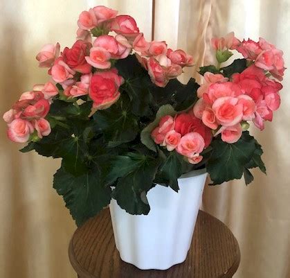 Obituary: Elizabeth "Betty" VanderMay