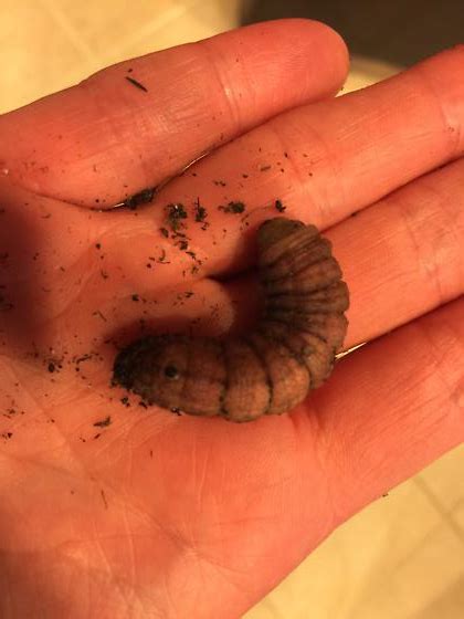 Larvae Identification 的图像结果