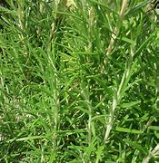 Image result for herb