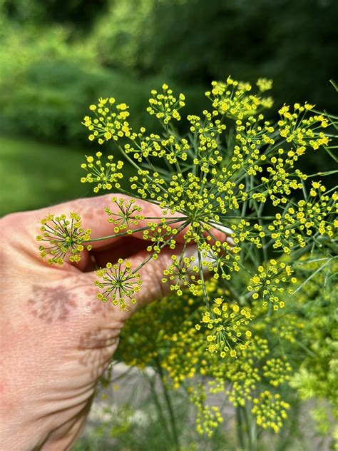 Dill Flower