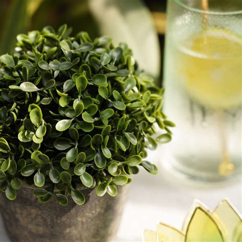 Shop Green Artificial Camillia Leaves with Pot - at Best Price Online ...