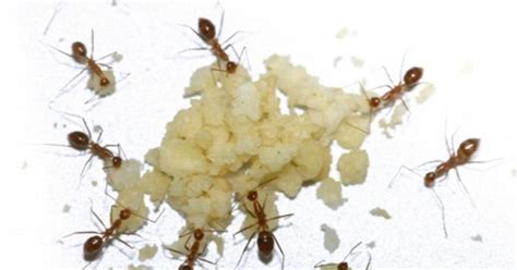 Alien Invasive Insects 的图像结果