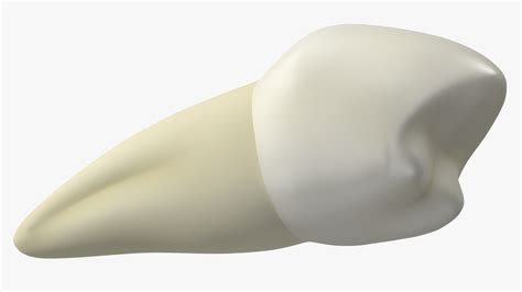 Canine Tooth Human 3D - TurboSquid 2139732