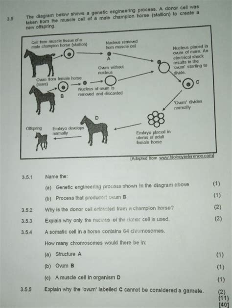 Image result for Genetic Engineering Process Diagram