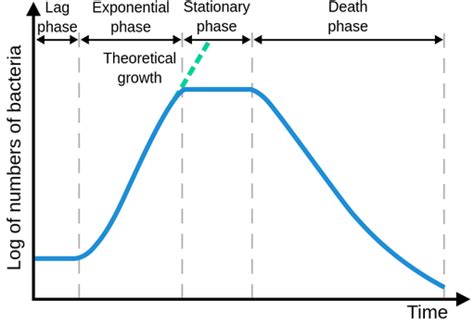Image result for Exponential Phase Graph