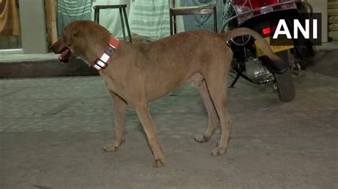 With Unique Collars, This Is How A Hyderabad-based NGO Is Trying To ...