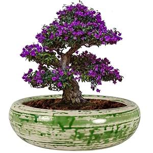 Lasaki Gallaxy Big White Green Ceramic Pots for Indoor Plants,Bonsai ...
